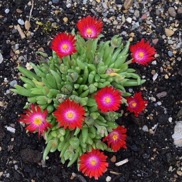 Delosperma cooperi - Jewel of Desert® Garnet Ice Plant
