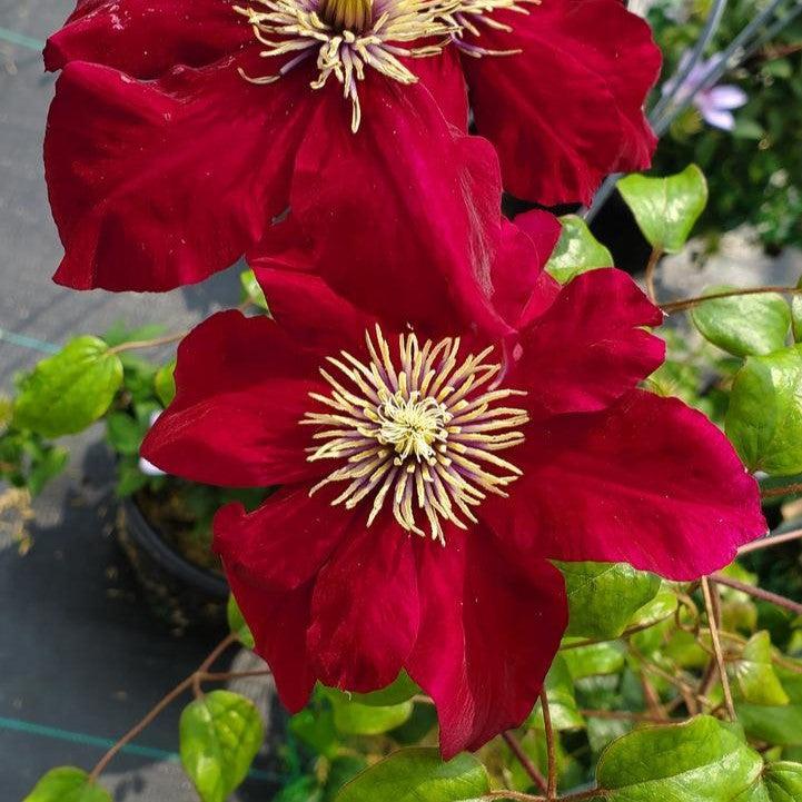 Clematis - Charmaine™ Clematis