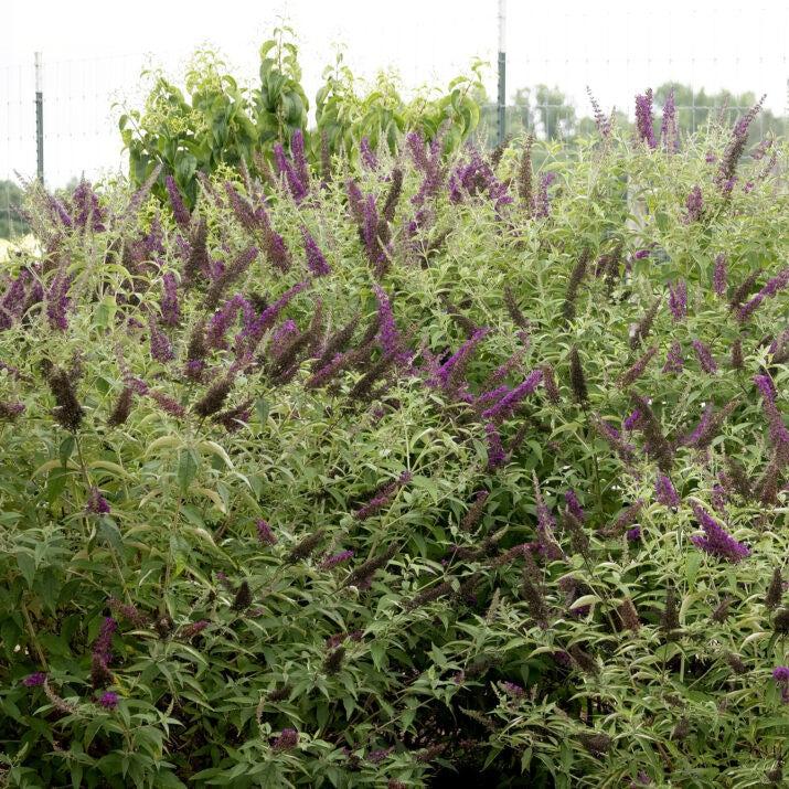 Buddleia davidii - First Editions® Groovy Grape™ Butterfly Bush
