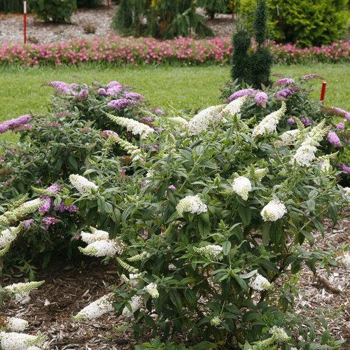 Buddleia x - Pugster White® Butterfly Bush