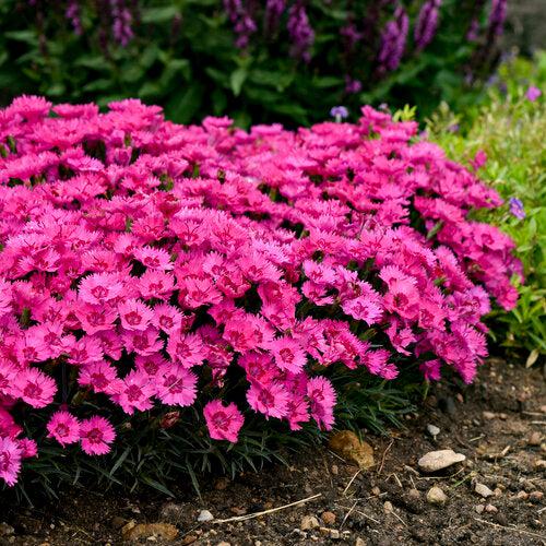 Dianthus - Paint the Town Fancy Dianthus