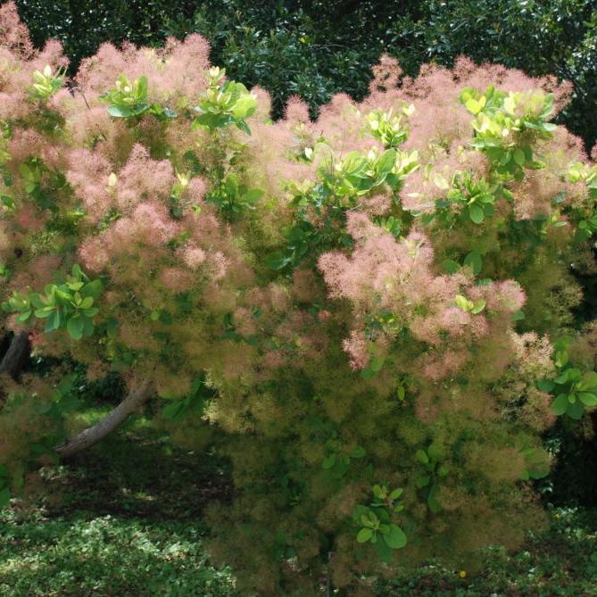 Cotinus obovatus - American Smoketree