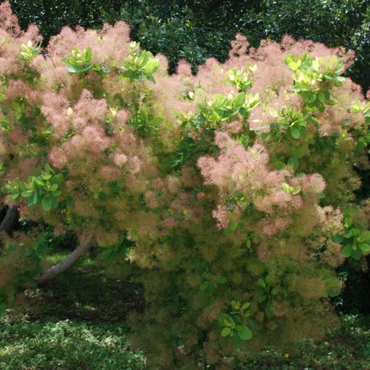 Cotinus obovatus - American Smoketree