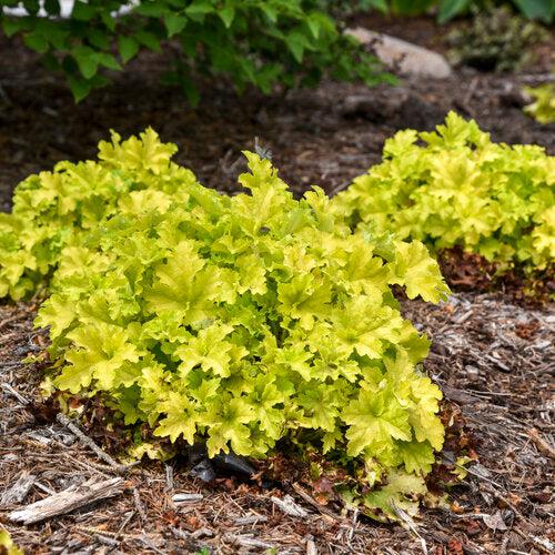 Heuchera - PW® Dolce® Apple Twist Heuchera