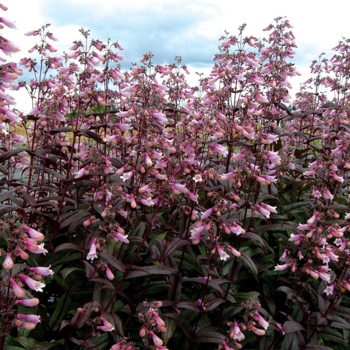 Penstemon - Dark Towers Beardtongue