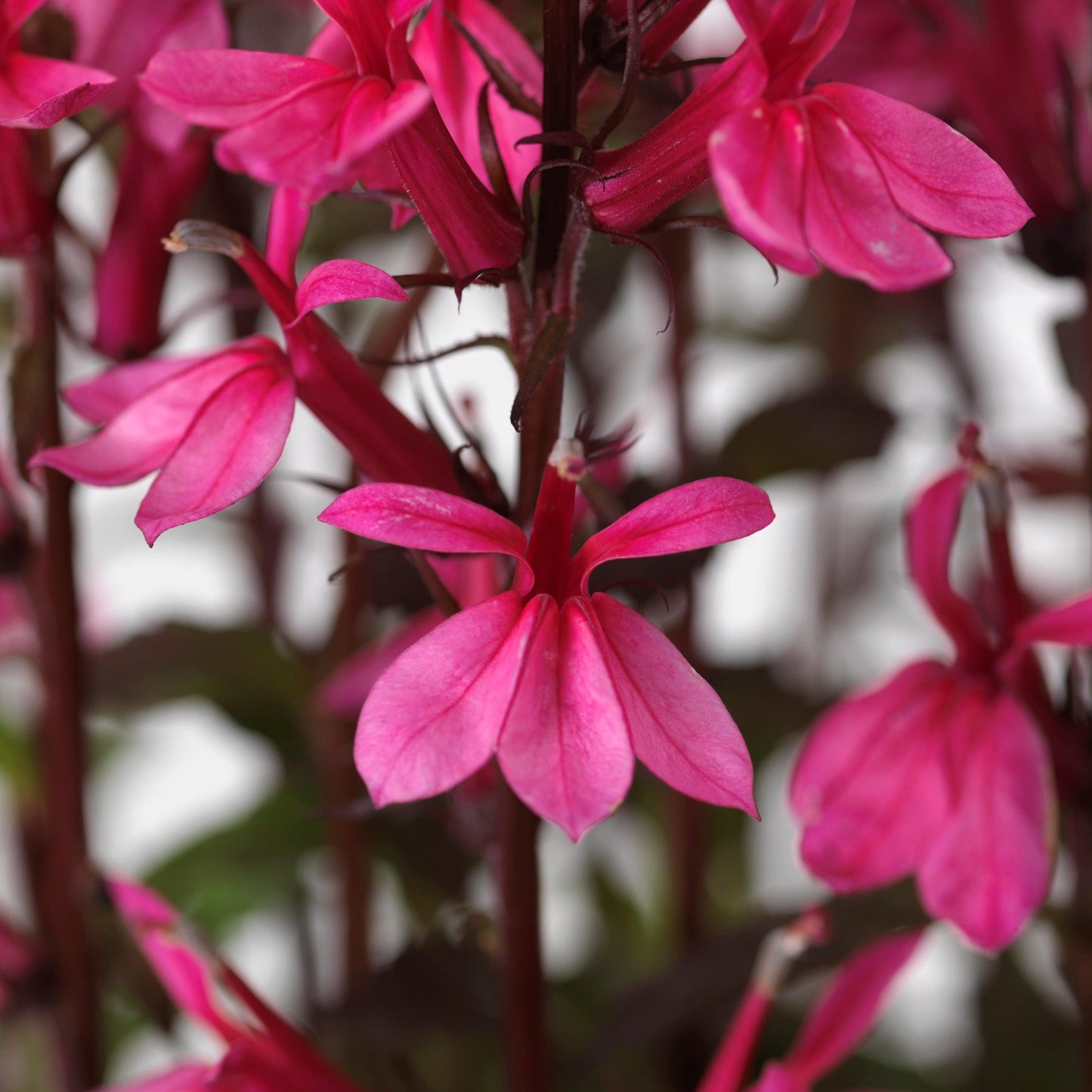 Lobelia x speciosa - Starship™ Rose Cardinal Flower