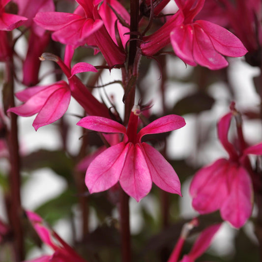 Lobelia x speciosa - Starship™ Rose Cardinal Flower