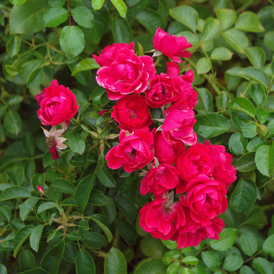 Rosa x - Flower Carpet® Scarlet Rose
