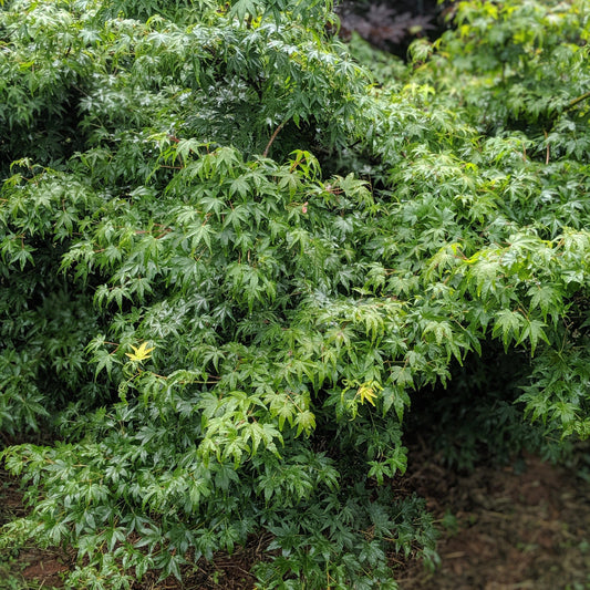 Acer palmatum var. dissectum - Waterfall Japanese Maple