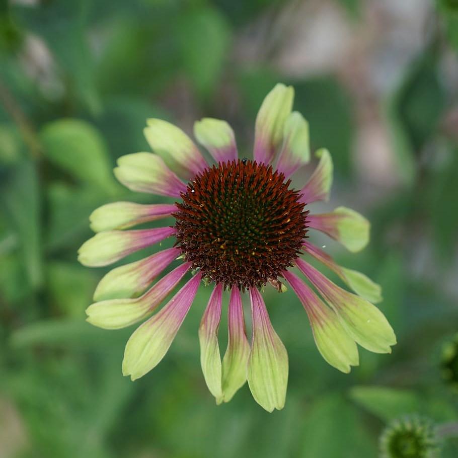 Echinacea purpurea - Green Twister Echinacea, Coneflower
