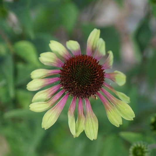 Echinacea purpurea - Green Twister Echinacea, Coneflower