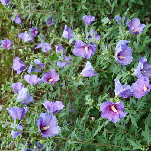 Hibiscus x - Paraplu Violet® Rose of Sharon