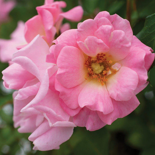 Rosa - Blushing Drift® Rose
