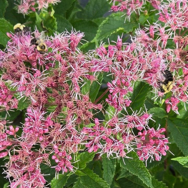 Eutrochium dubium - Little Pye Coastal Pye Weed