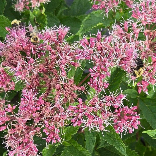 Eutrochium dubium - Little Pye Coastal Pye Weed