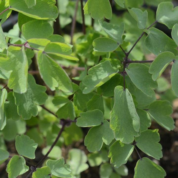 Thalictrum - Nimbus™ White Meadow-Rue