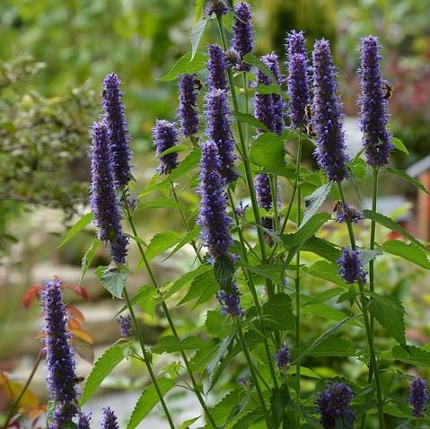 Agastache x - Black Adder Giant Hyssop
