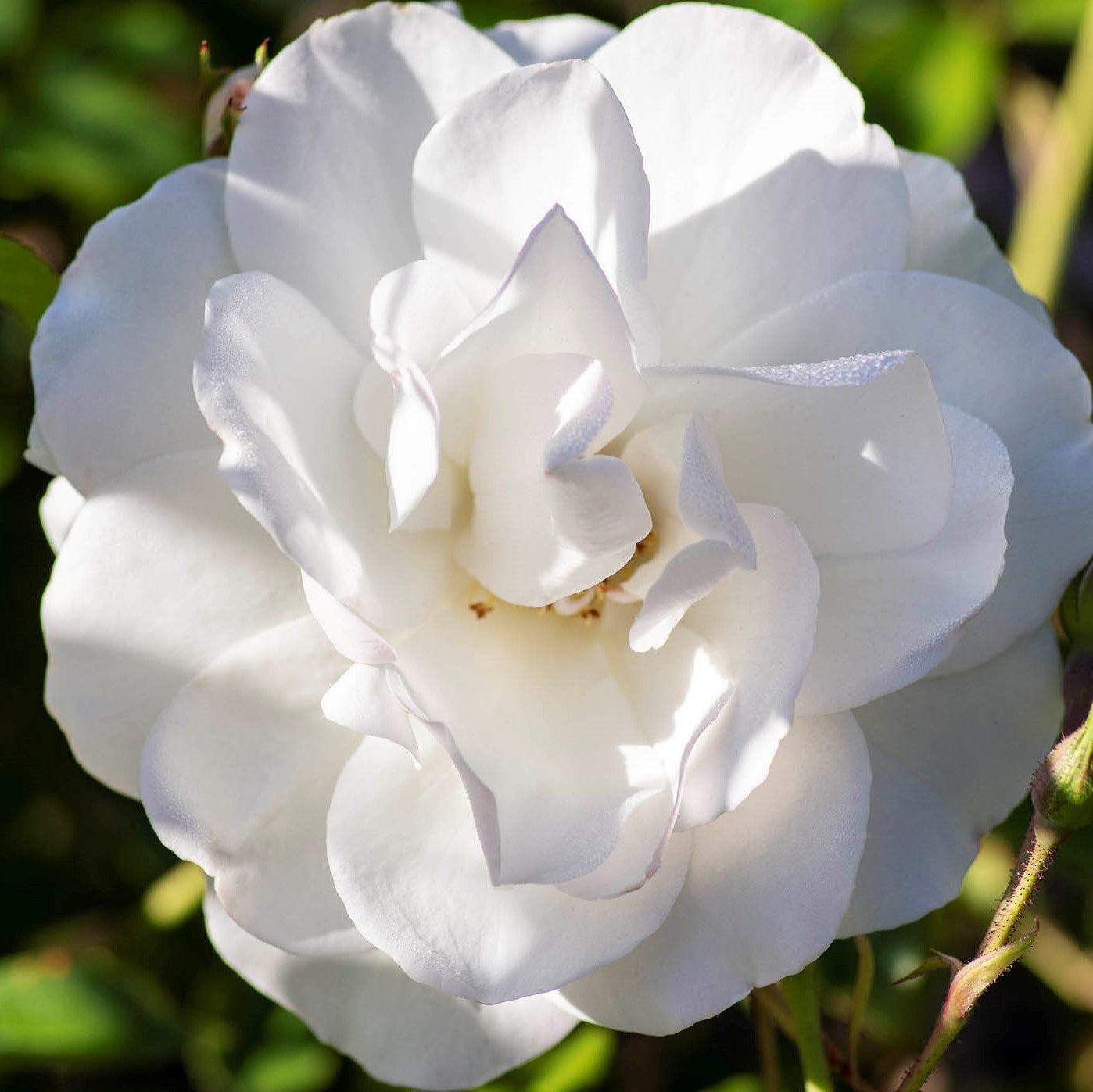 Rosa - Iceberg Rose