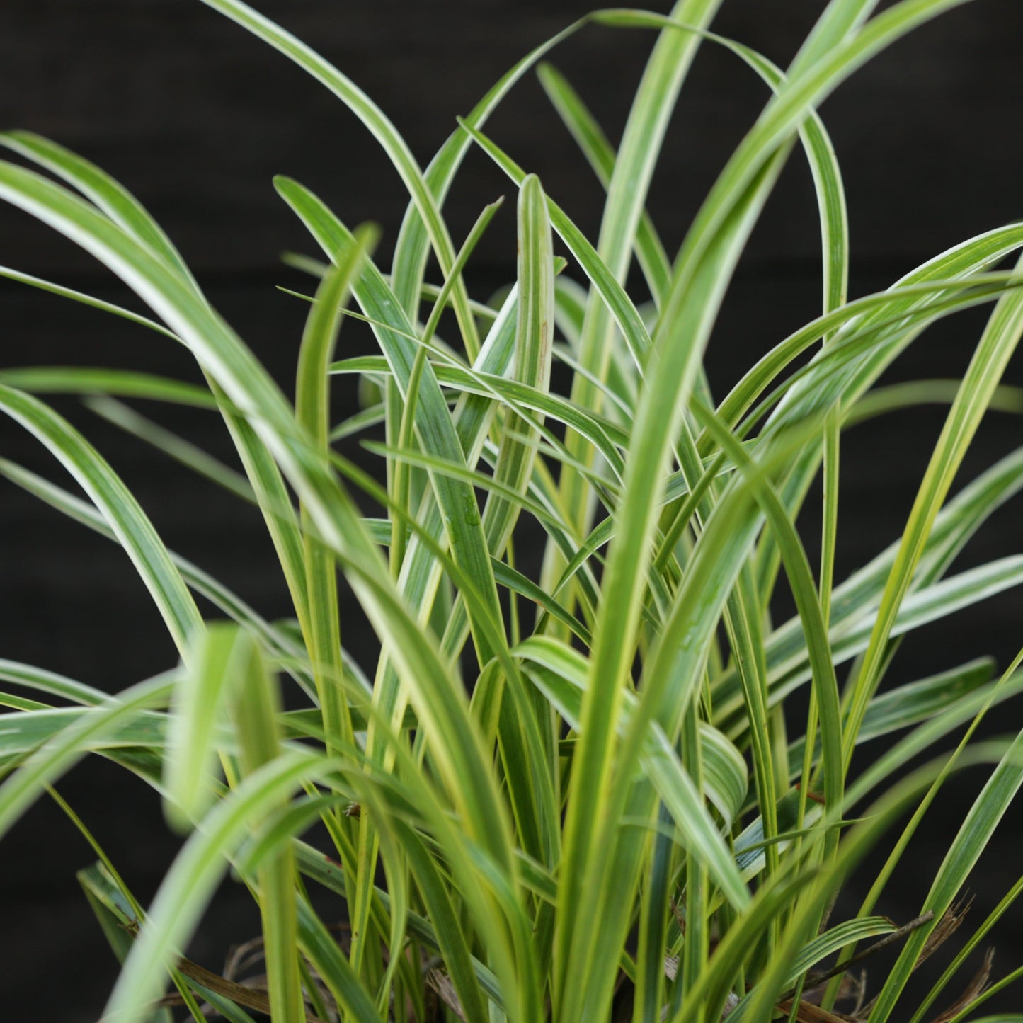 Liriope muscari - Variegated Lily Turf