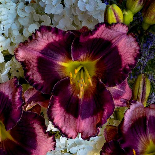 Hemerocallis - PW® Rainbow Rhythm® Storm Shelter Daylily