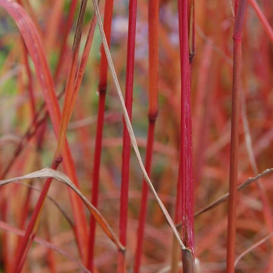 Andropogon gerardii - Dancing Wind Big Bluestem