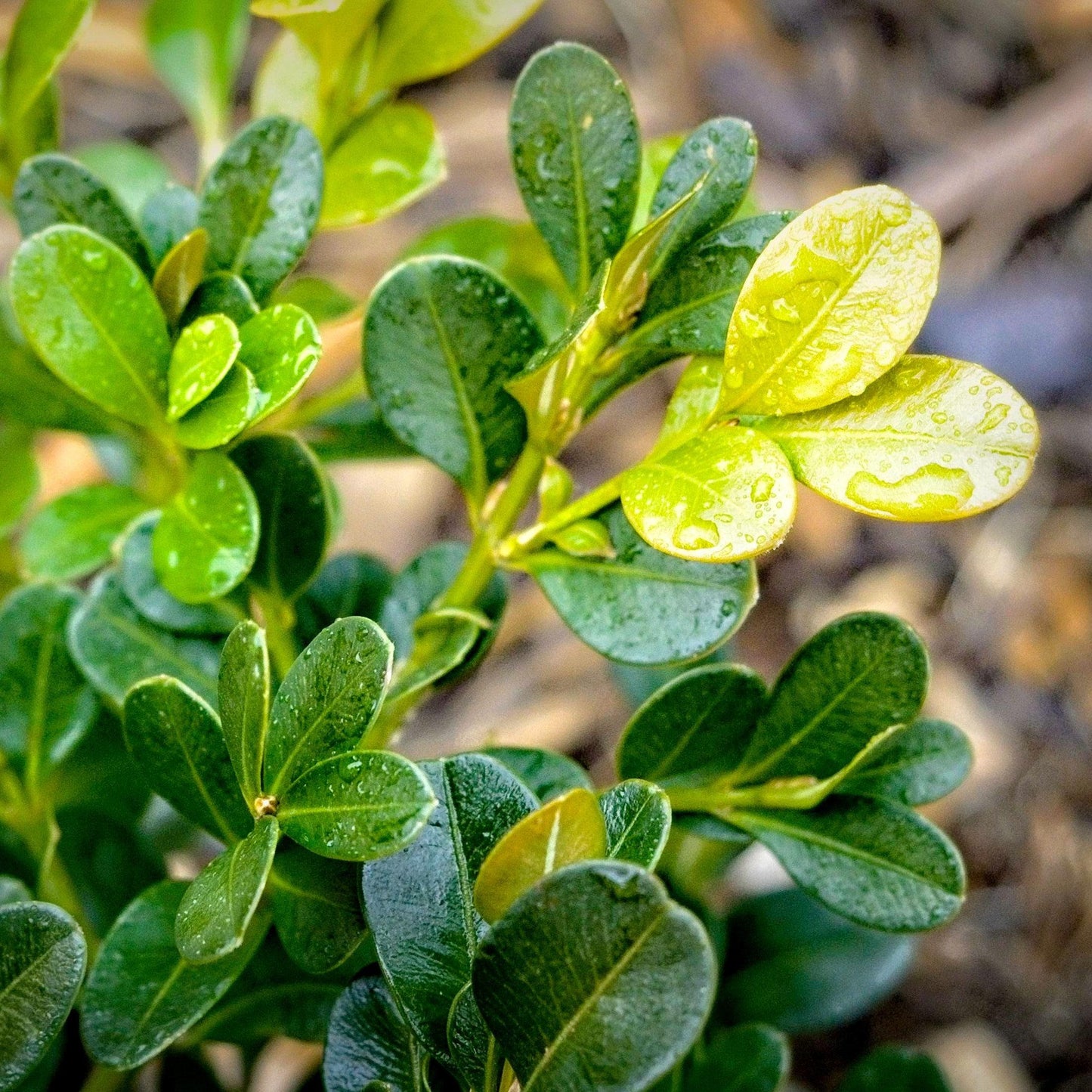 Buxus microphylla var. japonica - Green Beauty Boxwood