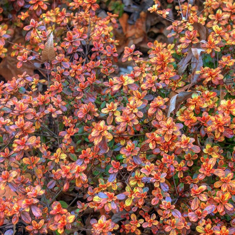 Hino Crimson Azalea