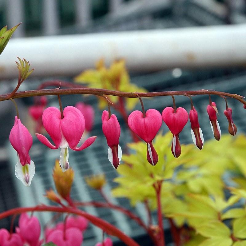 Dicentra spectabilis - Gold Heart Bleeding Heart
