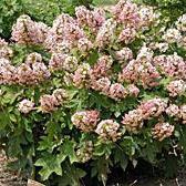 Hydrangea quercifolia - Munchkin Hydrangea