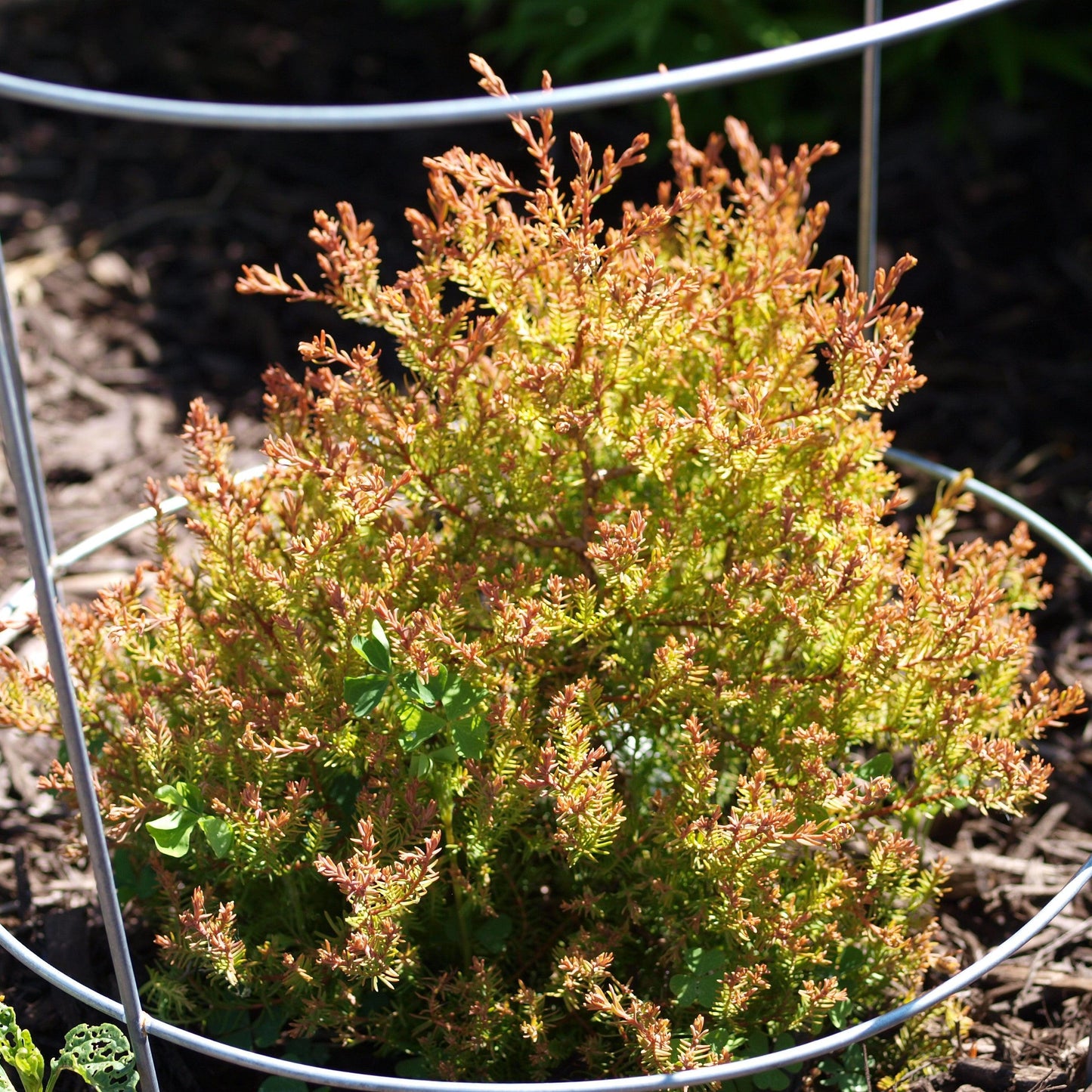 Thuja occidentalis  - Fire Chief™ Globe Arborvitae
