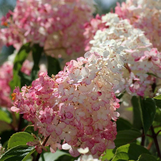 Hydrangea paniculata - First Editions® Strawberry Sundae® Hydrangea