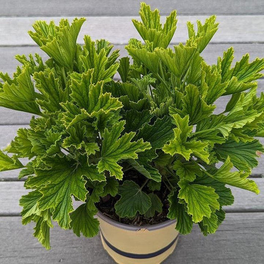 Pelargonium x - Orange Fizz Scented Geranium