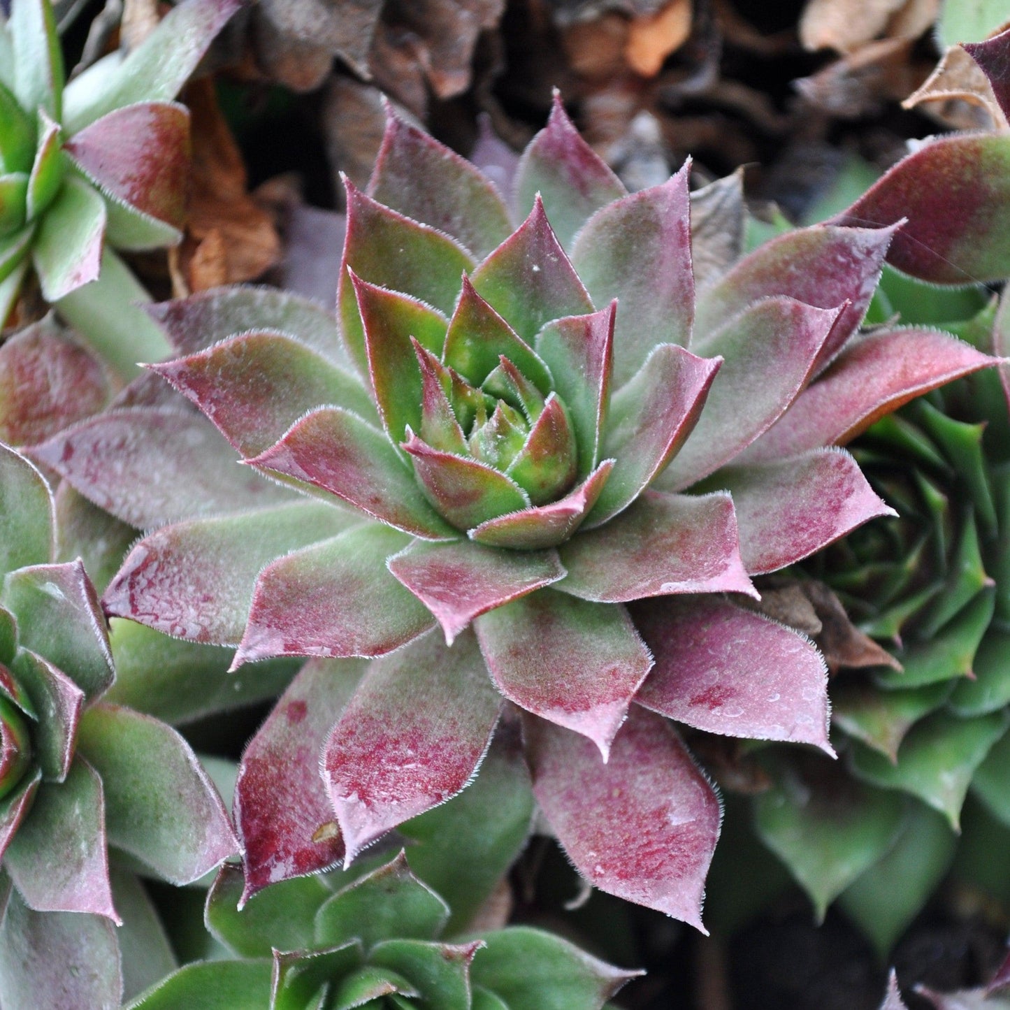 Sempervivum - Black Echeveria, Hens and Chicks
