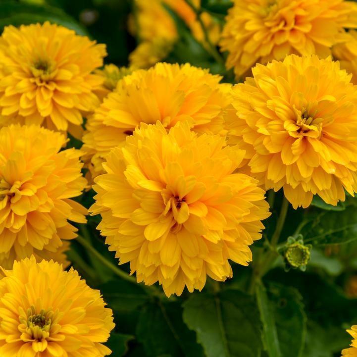 Heliopsis helianthoides - Rays for Days False Sunflower