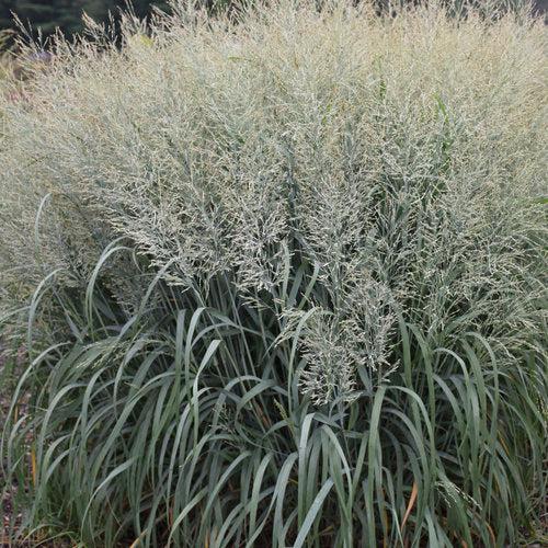 Panicum virgatum - Prairie Winds® Niagara Falls Switch Grass