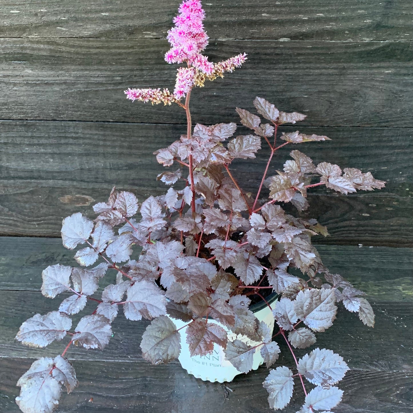 Astilbe  - Dark Side of the Moon Astilbe