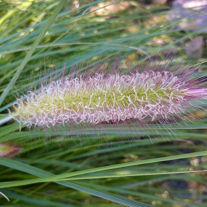 Pennisetum alopecuroides - Red Head Fountain Grass