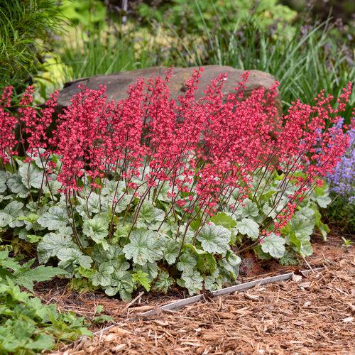 Heuchera  - Dolce® Spearmint Heuchera