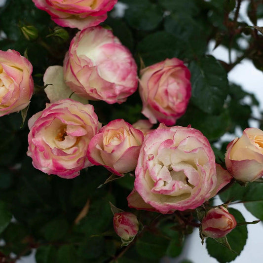 Rosa - Enchanted Meadow™ Rose