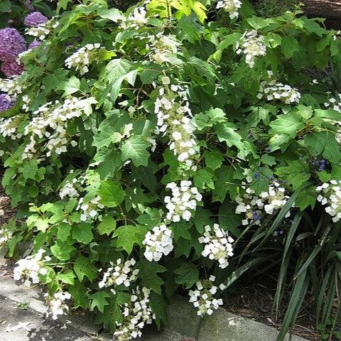 Hydrangea quercifolia - Bloomin' Easy® Toy Soldier™ Oakleaf Hydrangea