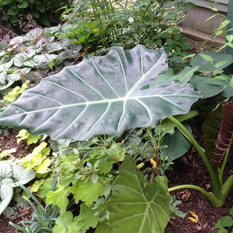 Alocasia - Masquerade™ Mayan Mask Alocasia