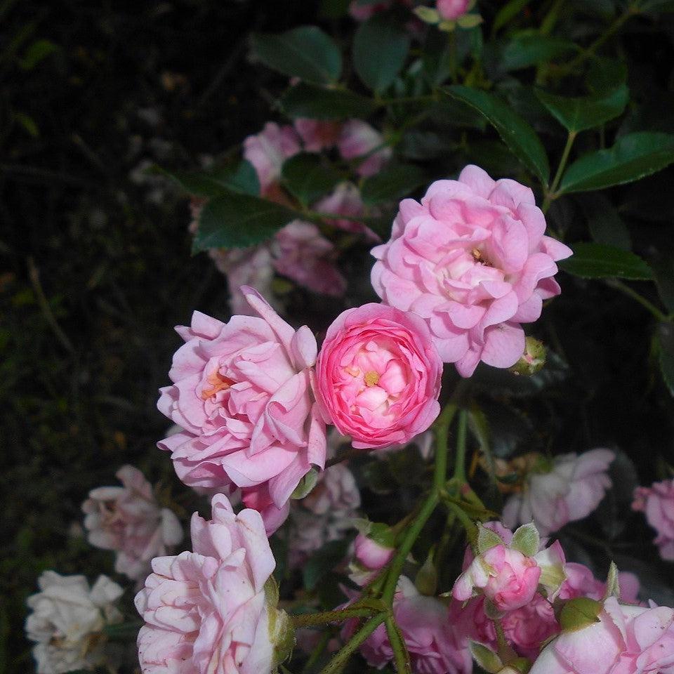 Rosa - The Fairy Rose