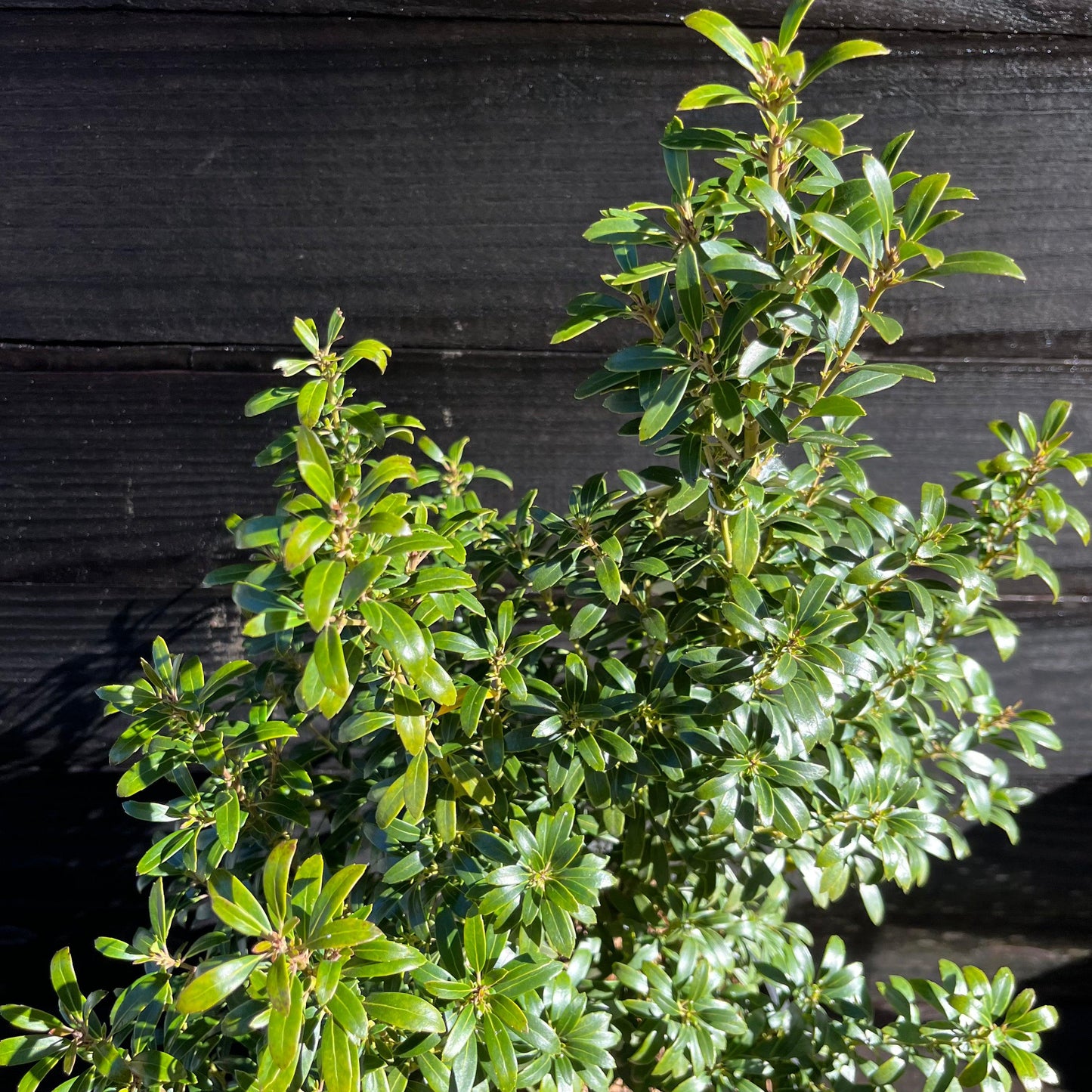 Ilex glabra - Gem Box® Inkberry Holly