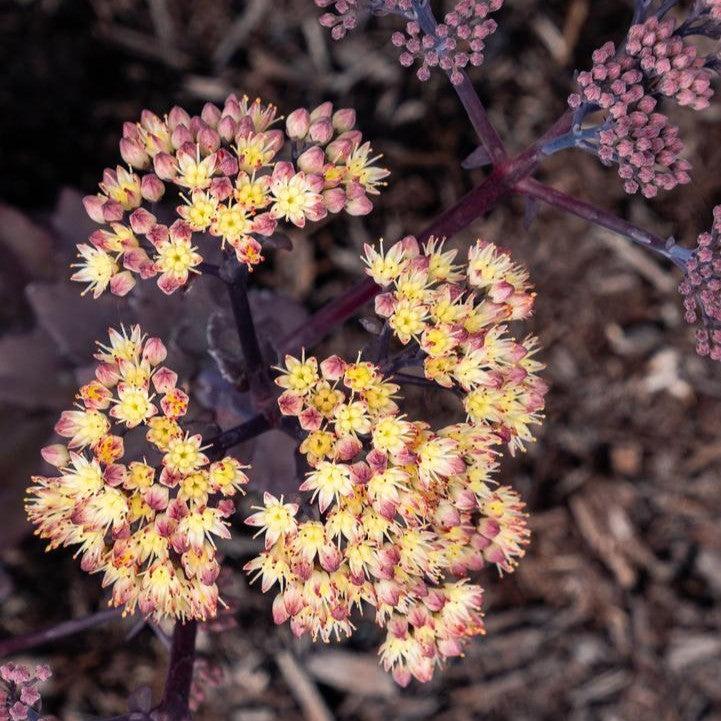 Sedum x - Puff Pastry™ White Chocolate Stonecrop