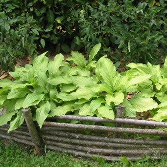 Hosta - Dancing Queen Hosta