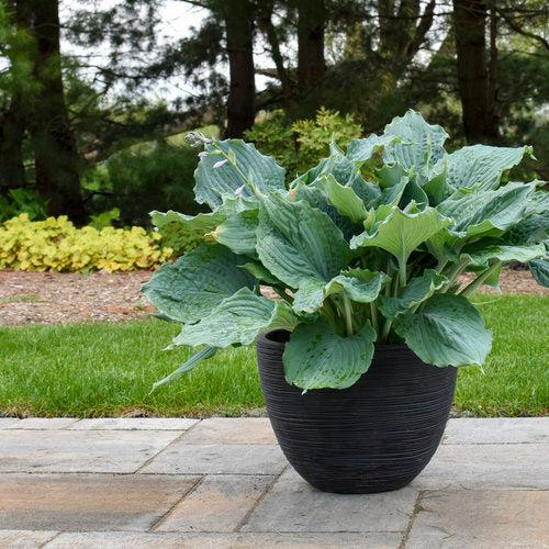 Hosta - PW® Shadowland® Diamond Lake Hosta
