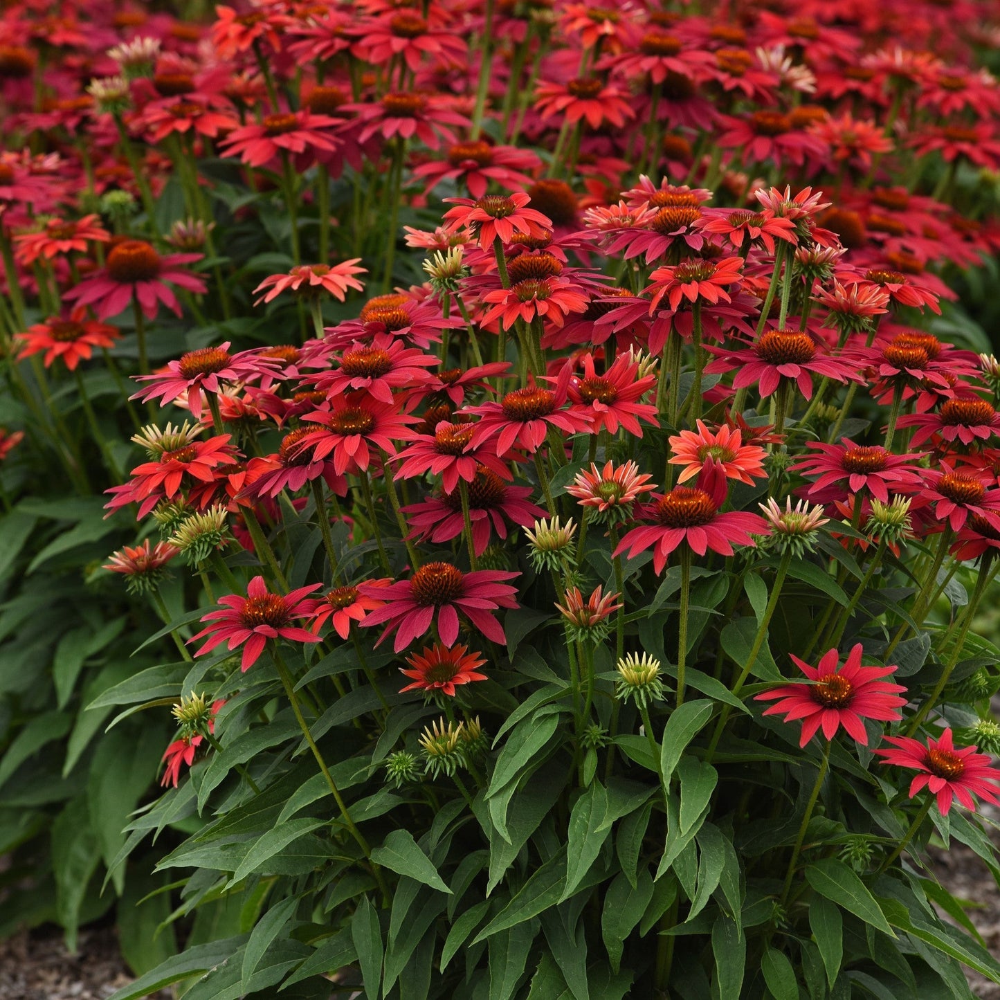 Echinacea - Sombrero® Tres Amigos Coneflower