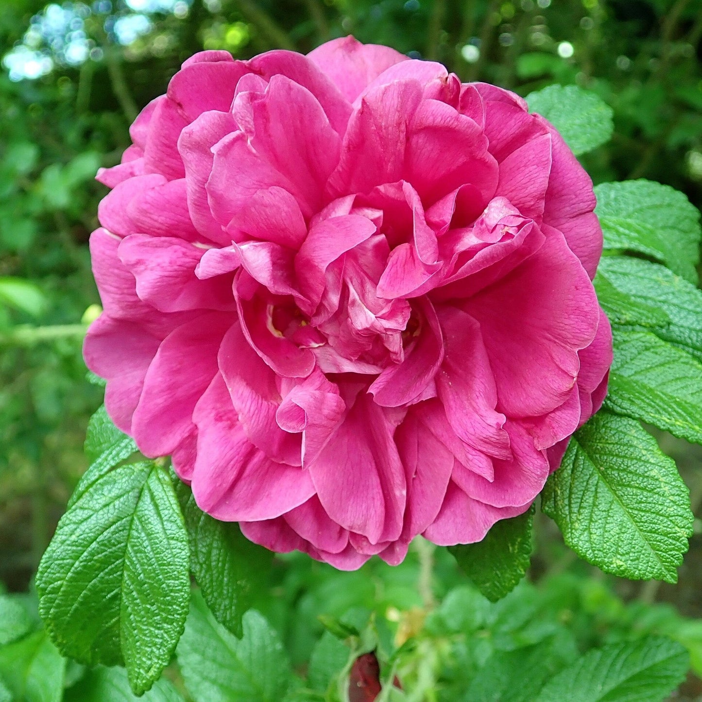 Rosa rugosa - Hansa Rugosa Rose