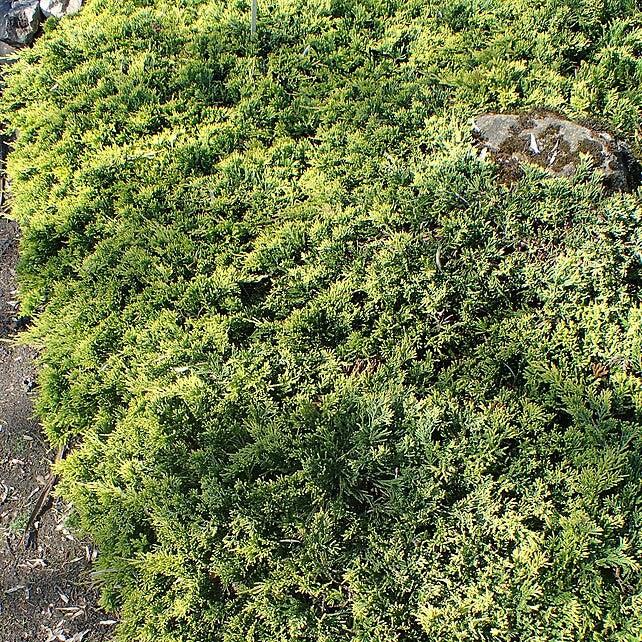 Juniperus horizontalis - Golden Carpet Creeping Juniper
