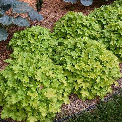 Heuchera - PW® Dolce® Apple Twist Heuchera